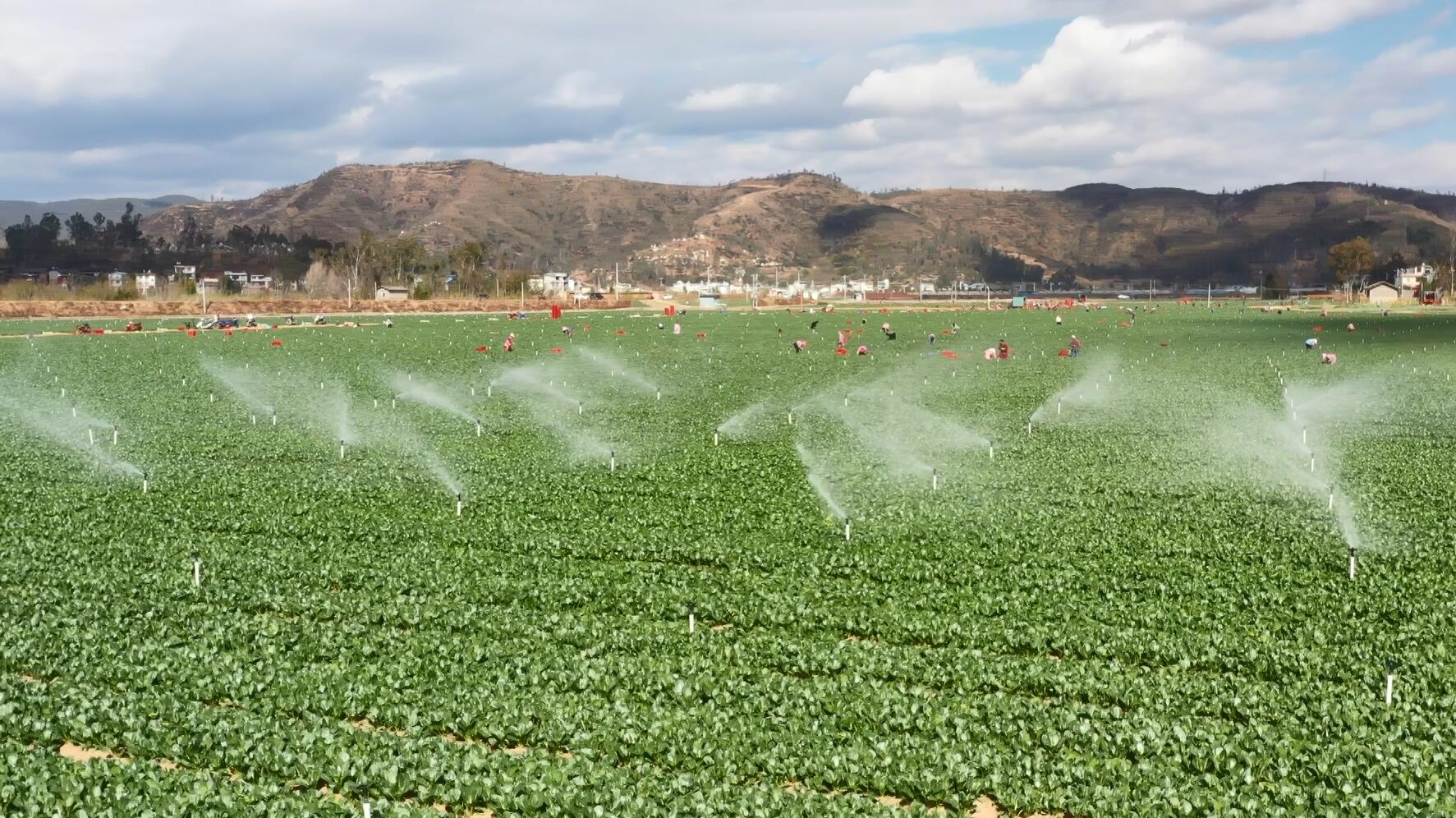 复制图片 复制图片